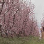 Φωτογράφιση Ζευγαριού στις Ανθισμένες Ροδακινιές - Μανώλης & Άννα | 23.03.2025